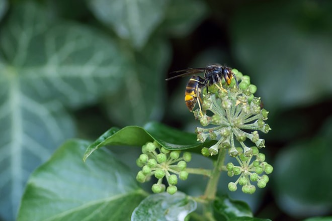 Asian Hornet resting on a plant with it's distinctive yellow legs and brown/black body with yellow band at the base